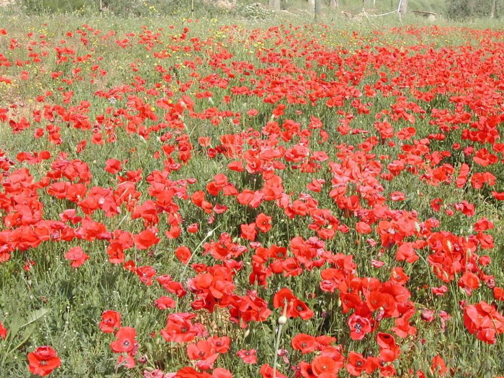 Agriturismo Selvella Radicofani Bagian luar foto